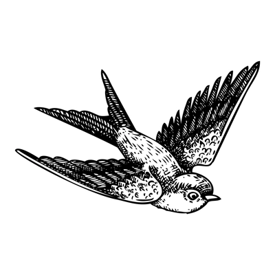 Decorative swallow bird sketch. Hand drawn vector illustration. Vintage flying bird. NOT AI generated
